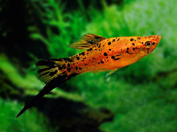 berlin swordtail